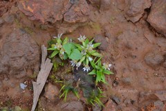 Eriocaulon xeranthemum
